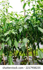 Green Chili Peppers (Capsicum Annuum) Cultivated In Rural Farming Area. Vertical Photo