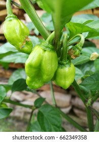Green chilli.