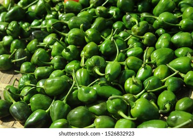 Green Chilli Cultivation From Dada Bazar Area Of Dhankuta District, Eastern NEPAL.