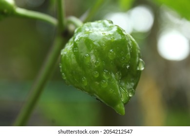 Green Chilli pepper, south asia's main food incrediant. It is very spicy