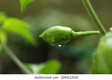 Green Chilli pepper, south asia's main food incrediant. It is very spicy