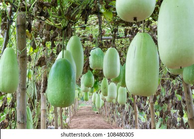 Green Chinese Watermelon Hanging On Vine