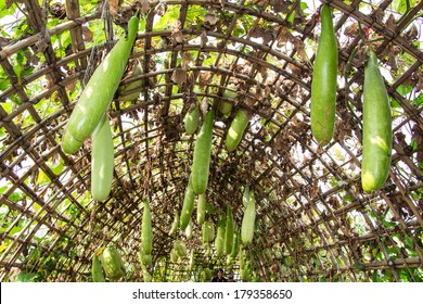 Green Chinese Watermelon Hanging On Vine