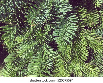 Green Christmas pine,fir needle background for multiple use