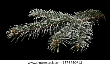 Green Christmas tree branch in snow isolated on black background close-up.