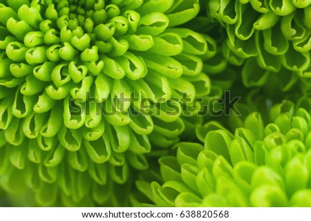 Green chrysanthemum close up. Fresh colorful image for your design. Macro image with small depth of field.