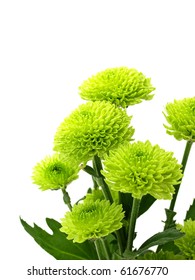 Green Chrysanthemum Flowers