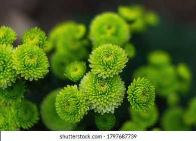 Green chrysanthemums on a blurry background close-up. Beautiful bright chrysanthemums bloom in autumn in the garden. Chrysanthemum background with a copy of space. - Powered by Shutterstock