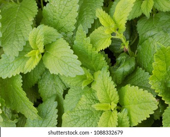 Green Citronella Leaf