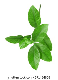 Green Citrus Leaves Isolated On White