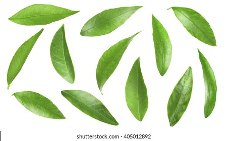 Green Citrus Leaves, Isolated On White