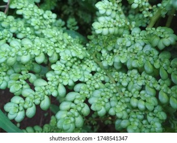 Green Clearweed Background Stock Photo