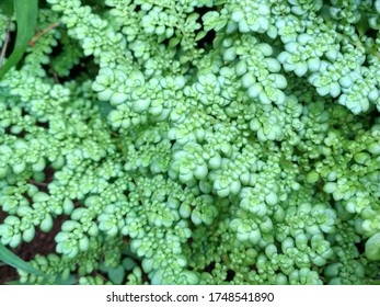 Green Clearweed Background Stock Photo