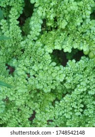 Green Clearweed Background Stock Photo