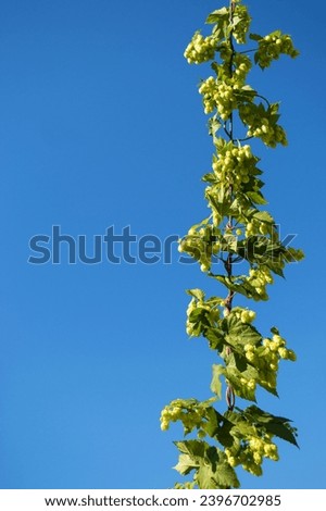 Green climbing plant Hops ordinaryon with ripe cones a blue background. Agricultural backdrop, decoration for a garden or park. Humulus lupulus. Raw materials for beer. Vertical photo, copy space