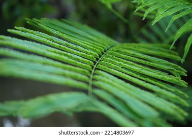 The Green Climbing Wattle Plants 