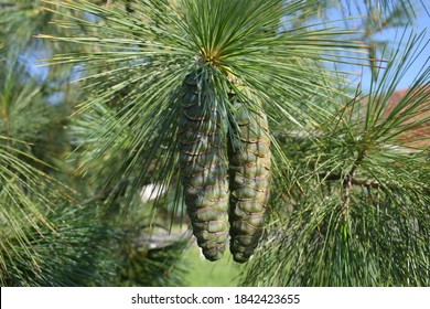 
green closed cones of eastern white pine. Green needle leaf.