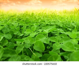 Green Clover Field