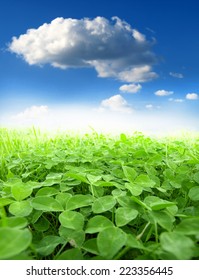 Green Clover Field