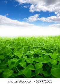 Green Clover Field