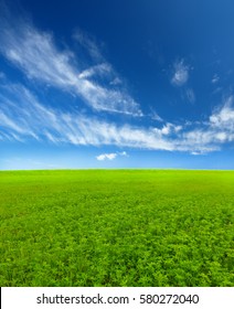 Green Clover Field