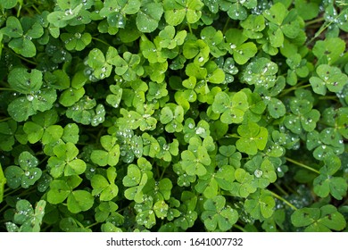 Green clover with fresh raindrops 