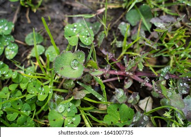 Green clover with fresh raindrops 