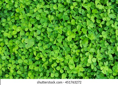 Green Clover Grass Texture View From Above (top View)