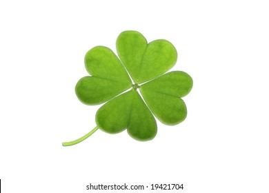  Green Clover Isolated On White