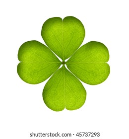 Green Clover Isolated On White