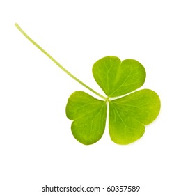 Green Clover Leaf Isolated On White Stock Photo (Edit Now) 1217145163