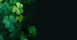 Green Clover Leaf Isolated On Dark Background. With Three-leaved Shamrocks. St. Patrick's Day Holiday Symbol.