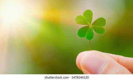 Green clover leaf isolated on white background. with three-leaved shamrocks. St. Patrick's day holiday symbol. - Shutterstock ID 1478144120