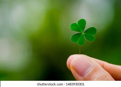 Green clover leaf isolated on white background. with three-leaved shamrocks. St. Patrick's day holiday symbol. - Shutterstock ID 1483930301