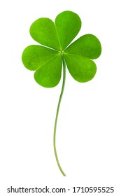 Green clover leaf isolated on white background. This has clipping path. - Shutterstock ID 1710595525