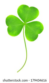 Green clover leaf isolated on white background - Shutterstock ID 179434616