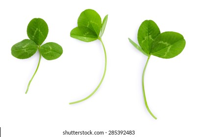 Green Clover Leaf, Isolated On White