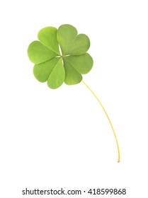 Green Clover Leaf Isolated On White Background