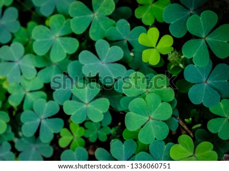 Green clover leaf isolated on white background. with three-leaved shamrocks. St. Patrick's day holiday symbol.