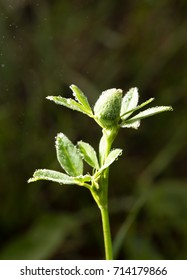 green clover leaves in drops of dew - Shutterstock ID 714179866