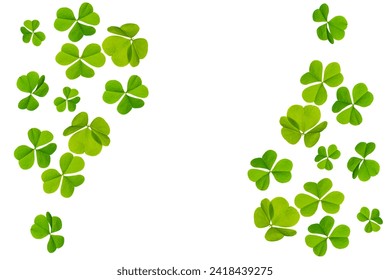 green clover leaves isolated on white background. St.Patrick 's Day. foliage shamrock - Powered by Shutterstock