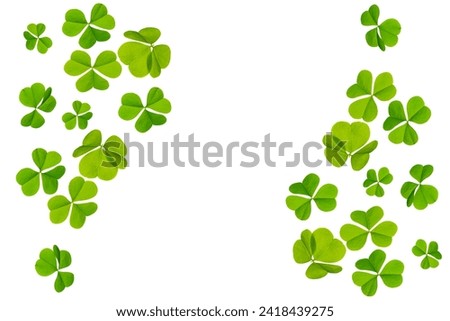 green clover leaves isolated on white background. St.Patrick 's Day. foliage shamrock