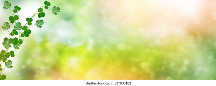 Green clover leaves on a background summer landscape.