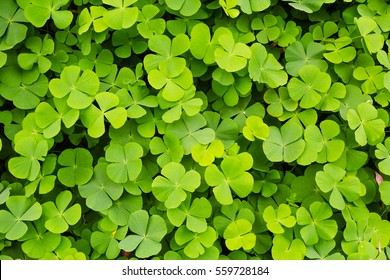 Green clovers leaf
