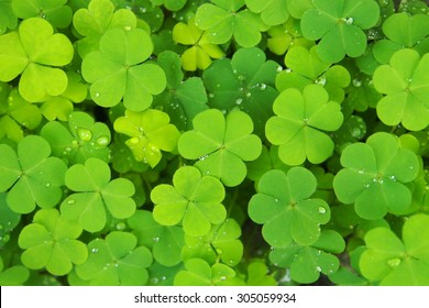 Green clovers with little yellow flower and micro water drops