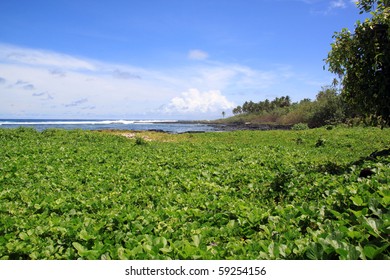 Green Coast Of Savaii Island In Samoa