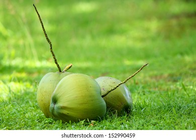 Green Coconut