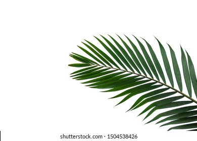 132,169 Isolated coconut tree Images, Stock Photos & Vectors | Shutterstock