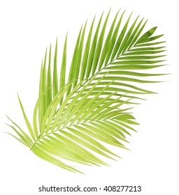 794 Coconut leaf corner Images, Stock Photos & Vectors | Shutterstock