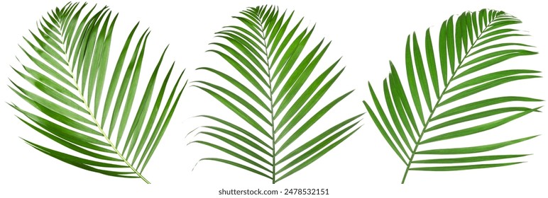 Green coconut palm leaves isolated on white, set - Powered by Shutterstock